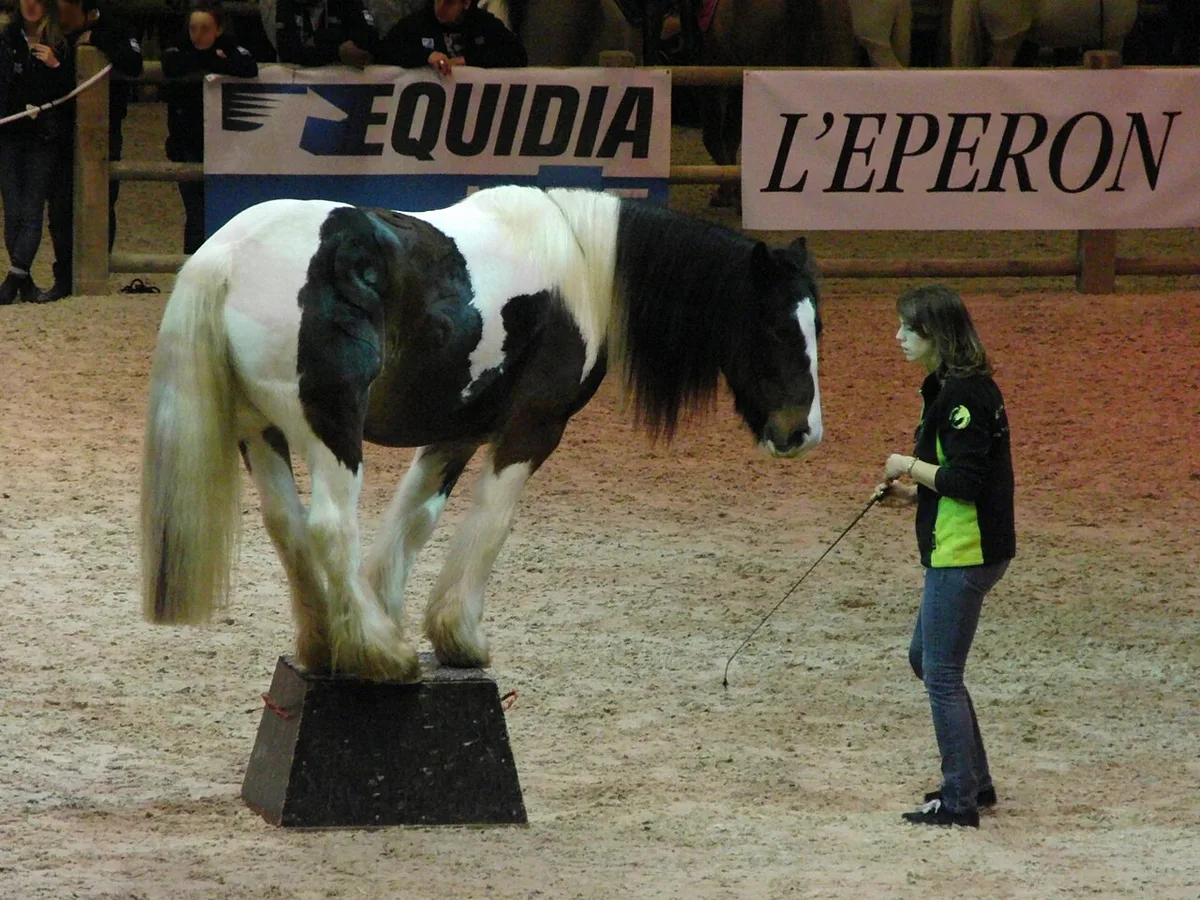 Irish cob demonstrating a substantial cob-type build