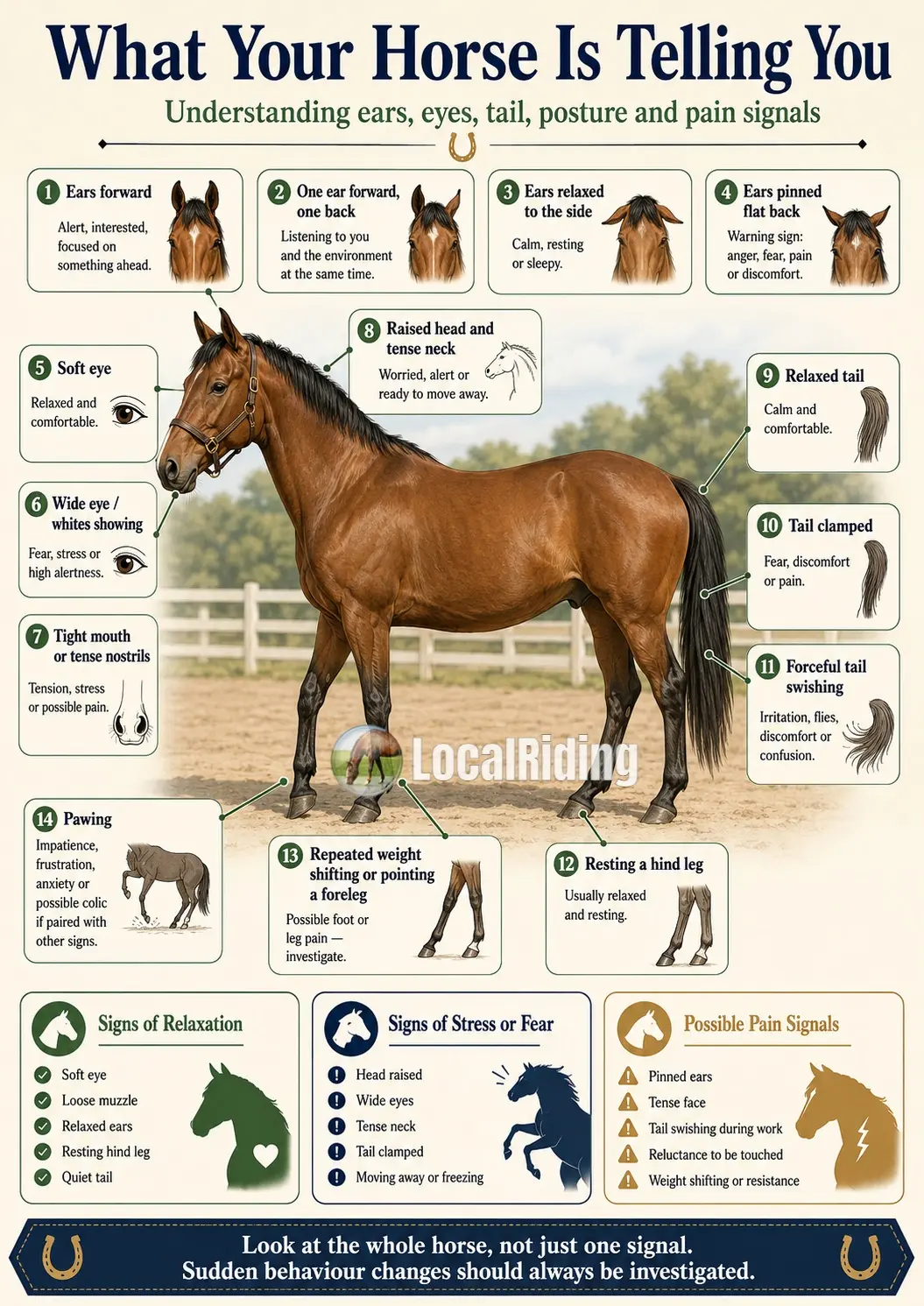 Understanding Horse Body Language: What Is Your Horse Telling You?