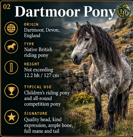Dartmoor Pony on the Devon moors, a substantial and well-proportioned native riding pony