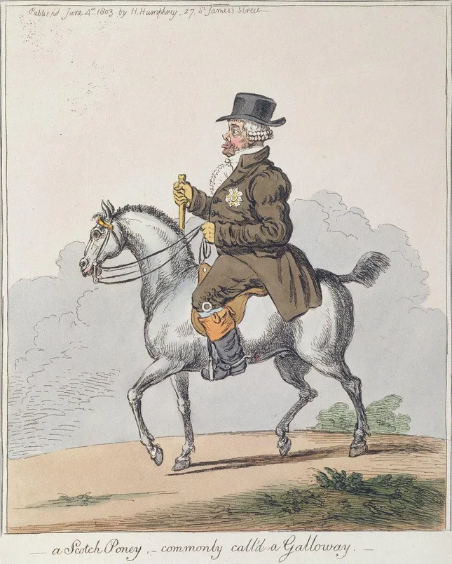 Historical illustration labelled a Scotch pony, commonly called a Galloway : https://www.meisterdrucke.us/fine-art-prints/James-Gillray/180097/A-Scotch-Poney%2C-commonly-called-a-Galloway%2C-published-by-Hannah-Humphrey-in-1803.html