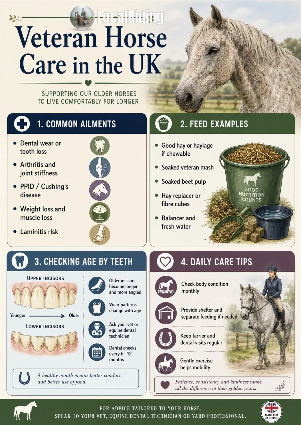 Veteran Horse Care in the UK infographic covering common ailments, feed examples, checking age by teeth and daily care tips