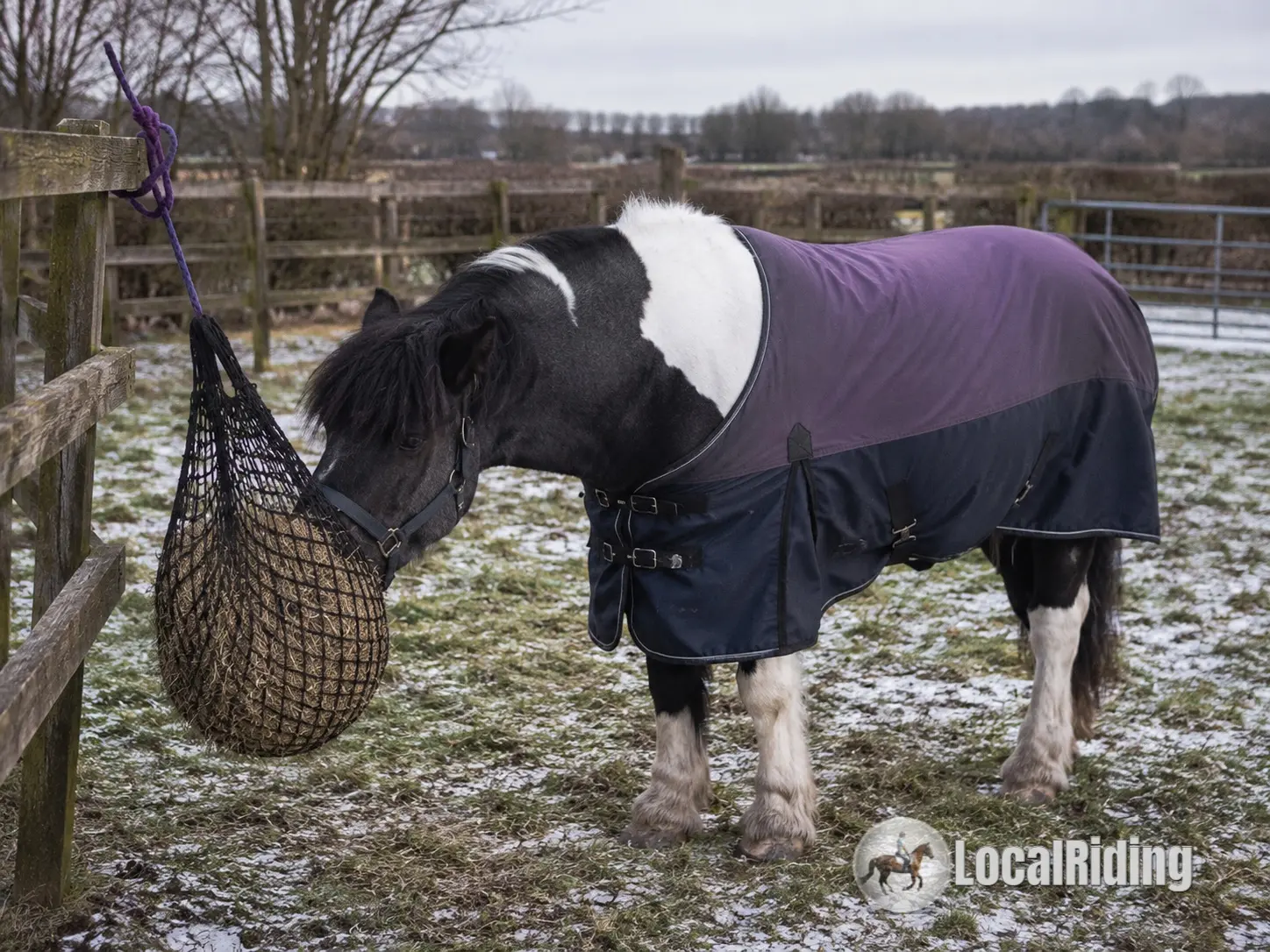 Rugged cob eating from a small-holed haynet in a frosty winter paddock to slow intake