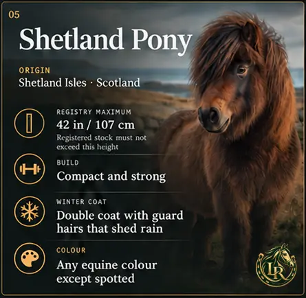 Shetland Pony, small but remarkably strong, developed in the challenging climate of the Shetland Islands