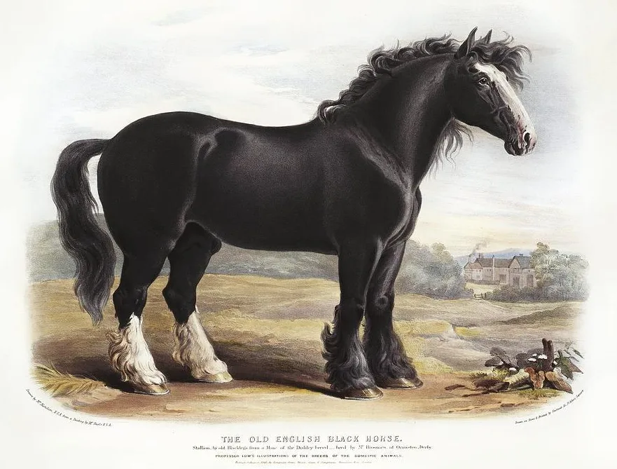 Historical illustration labelled The Old English Black Horse, showing a substantial black draught horse: https://sciencephotogallery.com/featured/old-english-black-horse-19th-century-science-photo-library.html