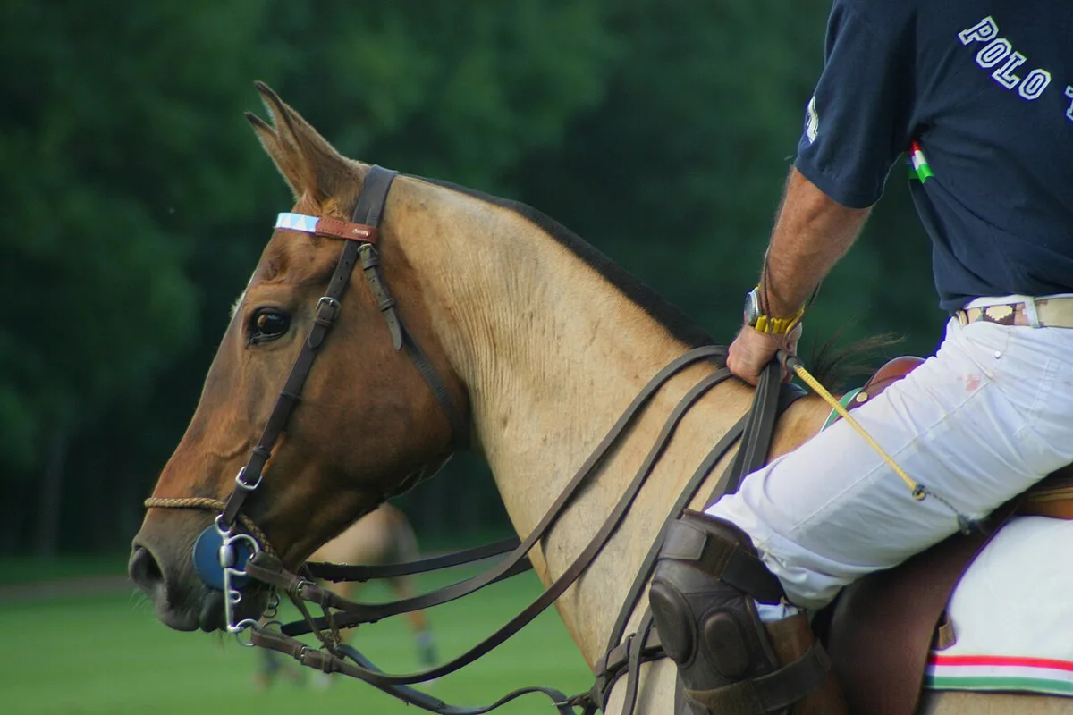 Athletic horse trained for polo, clipped and in working condition