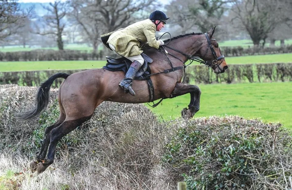 Bay hunter and rider jumping a cross country hedge: https://gb.readly.com/magazines/horse-and-hound/2024-03-21/65fafa1c4be11feae786f465