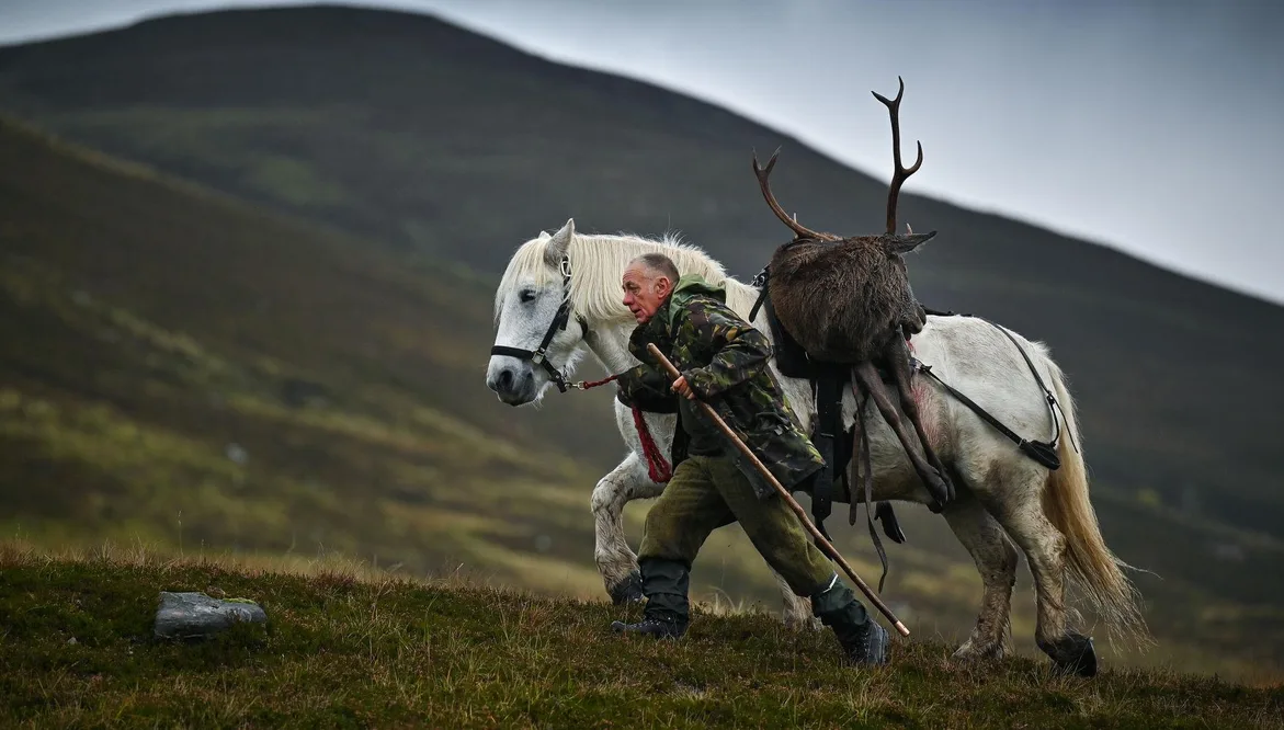 Highland working pony carrying a stag across Scottish hillside terrain