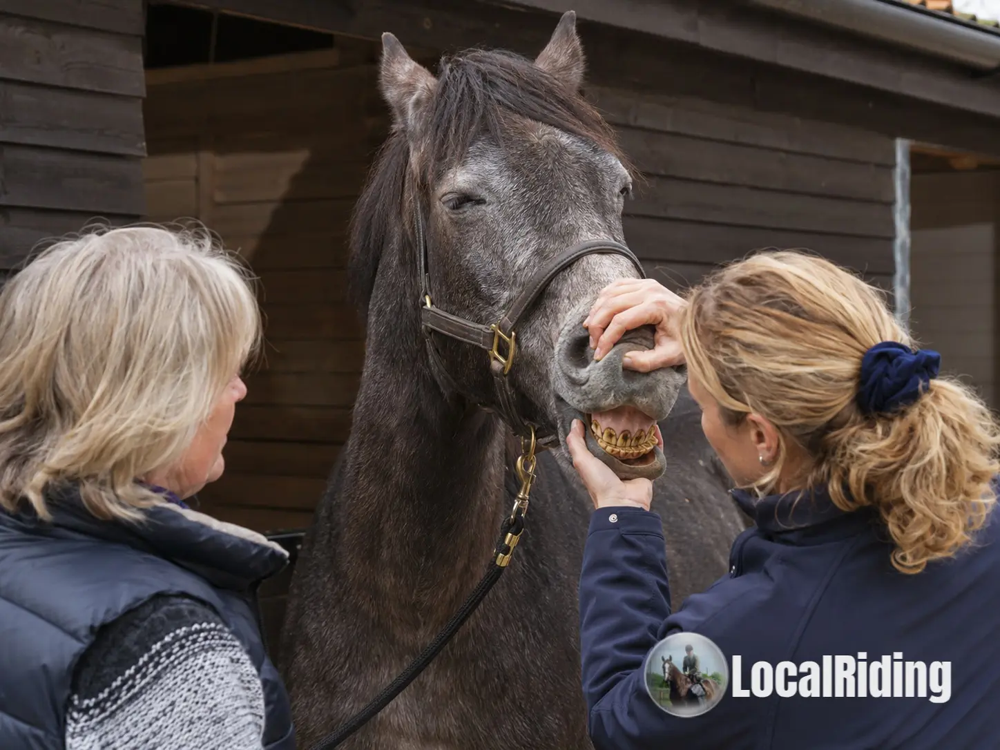 A vet and owner checking a grey horse's teeth and mouth at a UK yard
