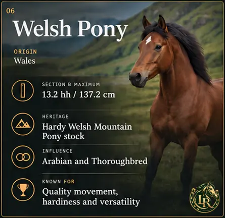 Welsh Pony in the Welsh uplands, an elegant native breed divided into four studbook sections